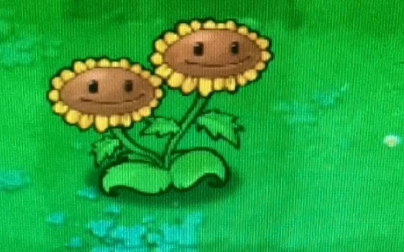 植物大战僵尸向日葵萌-植物大战僵尸向日葵cp-第5张图片-屿企游戏网