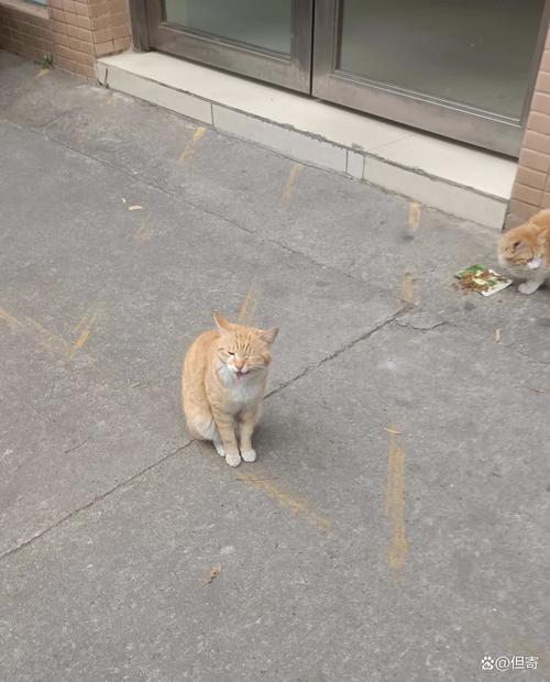 植物大战僵尸红针花_植物大战僵尸红针花是男的还是女的-第5张图片-屿企游戏网