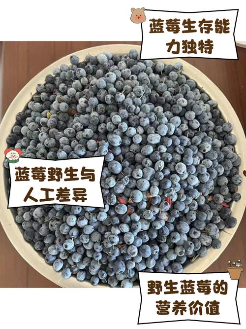 植物大战僵尸电击蓝莓-植物大战僵尸电击蓝莓答题-第1张图片-屿企游戏网 植物大战僵尸电击蓝莓-植物大战僵尸电击蓝莓答题-第1张图片-屿企游戏网