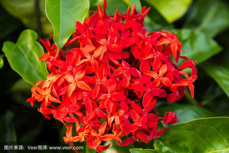 植物大战僵尸2红针花-植物大战僵尸2红针花碎片怎么获得-第3张图片-屿企游戏网