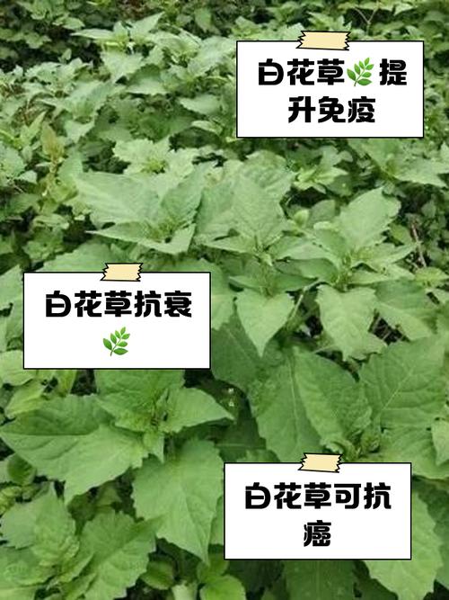 植物大战僵尸金银花-植物大战僵尸金银花怎么得-第1张图片-屿企游戏网
