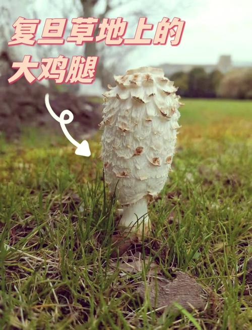 植物大战僵尸2鸡腿菇_植物大战僵尸鸡腿菇简笔画-第1张图片-屿企游戏网