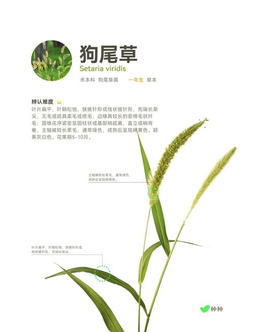 植物大战僵尸植物合成，植物大战僵尸可以合成-第1张图片-屿企游戏网