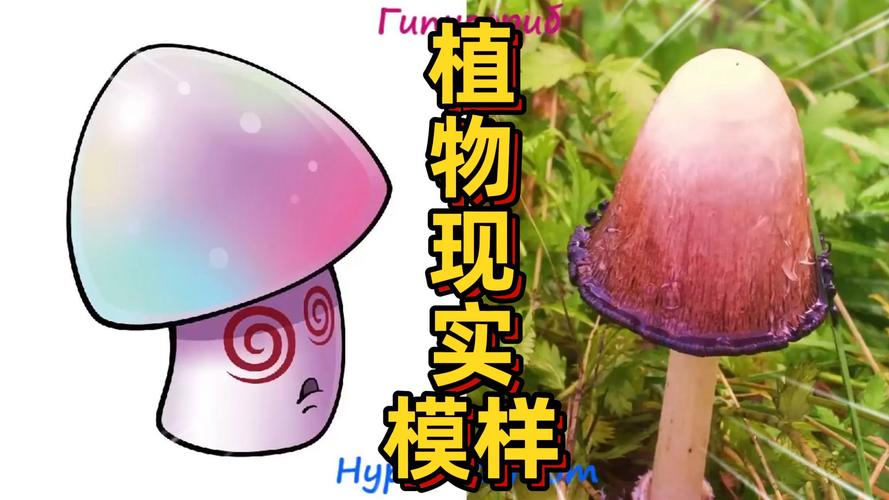 植物大战僵尸蘑菇图片-植物大战僵尸里面的所有蘑菇图片-第1张图片-屿企游戏网