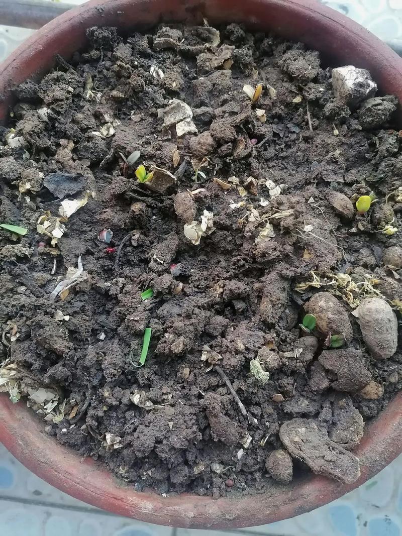 植物大战僵尸2原始向日葵_植物大战僵尸2原始向日葵的主要用法-第3张图片-屿企游戏网