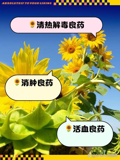 植物大战僵尸向日葵图片，pvz2中最美的女性植物-第1张图片-屿企游戏网