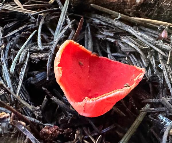 植物大战僵尸雷蘑菇版_植物大战僵尸雷哥-第1张图片-屿企游戏网