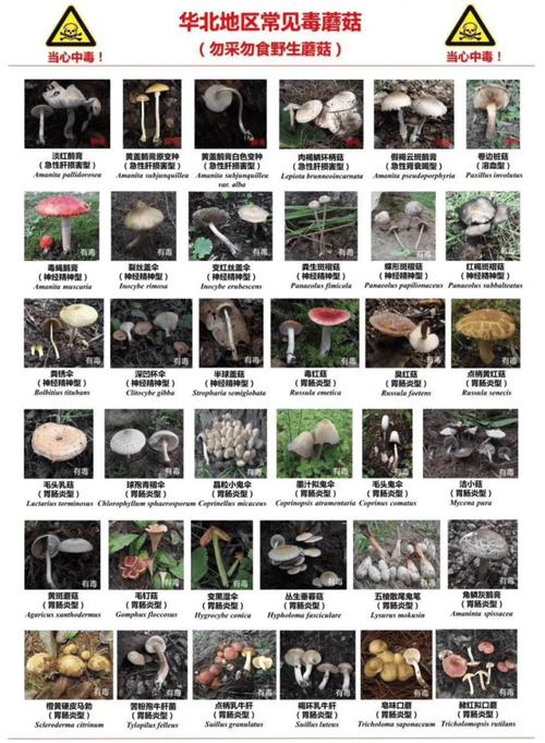 植物大战僵尸2花椰菜，植物大战僵尸2带花园-第3张图片-屿企游戏网