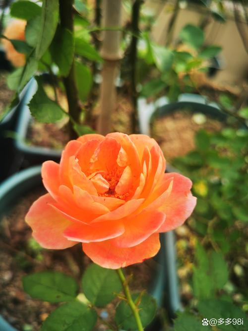 植物大战僵尸2橙色植物排名-植物大战僵尸2橙色植物推荐-第4张图片-屿企游戏网