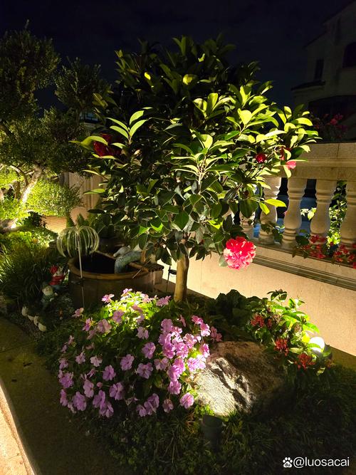 植物大战僵尸的花园-植物大战僵尸的花园战争怎么不见了-第4张图片-屿企游戏网