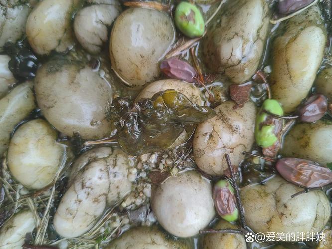 植物大战僵尸雷蘑菇，植物大战僵尸雷蘑菇版-第3张图片-屿企游戏网