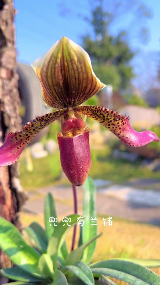 植物大战僵尸2黑暗植物，植物大战僵尸黑暗植物吃鸡小表弟第十二集-第1张图片-屿企游戏网