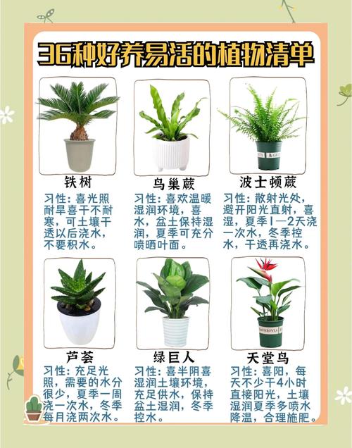 植物大战僵尸2豌豆射手5阶-植物大战僵尸2豌豆射手5阶数据-第6张图片-屿企游戏网 植物大战僵尸2豌豆射手5阶-植物大战僵尸2豌豆射手5阶数据-第6张图片-屿企游戏网