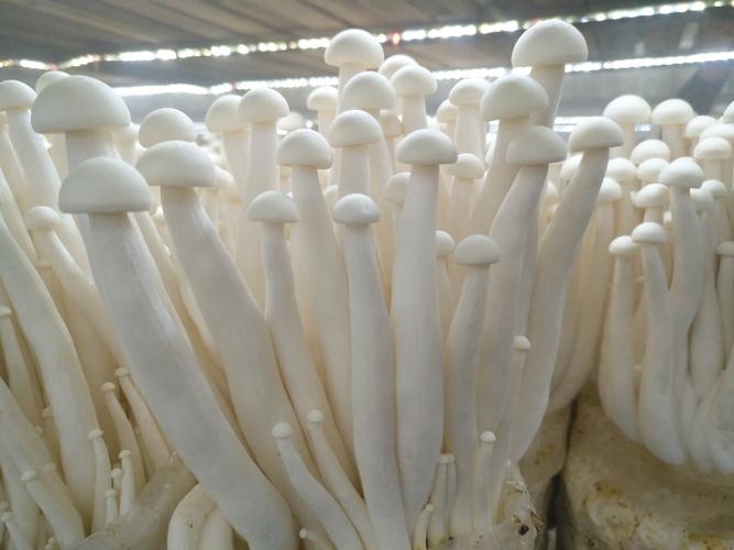 植物大战僵尸海蘑菇_植物大战僵尸海蘑菇原型