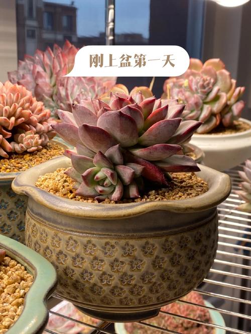 植物大战僵尸紫色植物-植物大战僵尸紫色植物用不了-第2张图片-屿企游戏网 植物大战僵尸紫色植物-植物大战僵尸紫色植物用不了-第2张图片-屿企游戏网