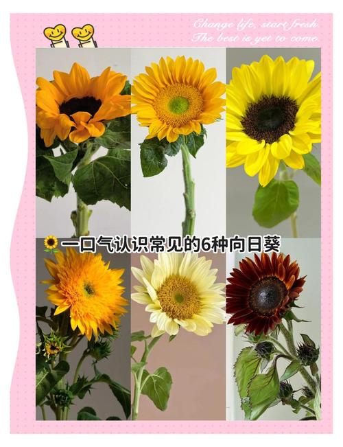 植物大战僵尸2原始向日葵，植物大战僵尸2原始向日葵装扮在哪里有-第2张图片-屿企游戏网