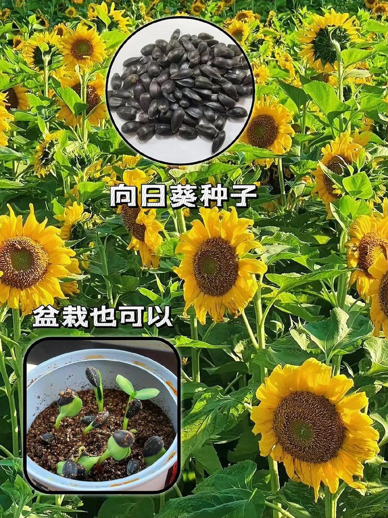 植物大战僵尸2原始向日葵，植物大战僵尸2原始向日葵装扮在哪里有-第4张图片-屿企游戏网